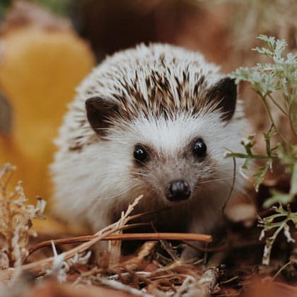 Igel